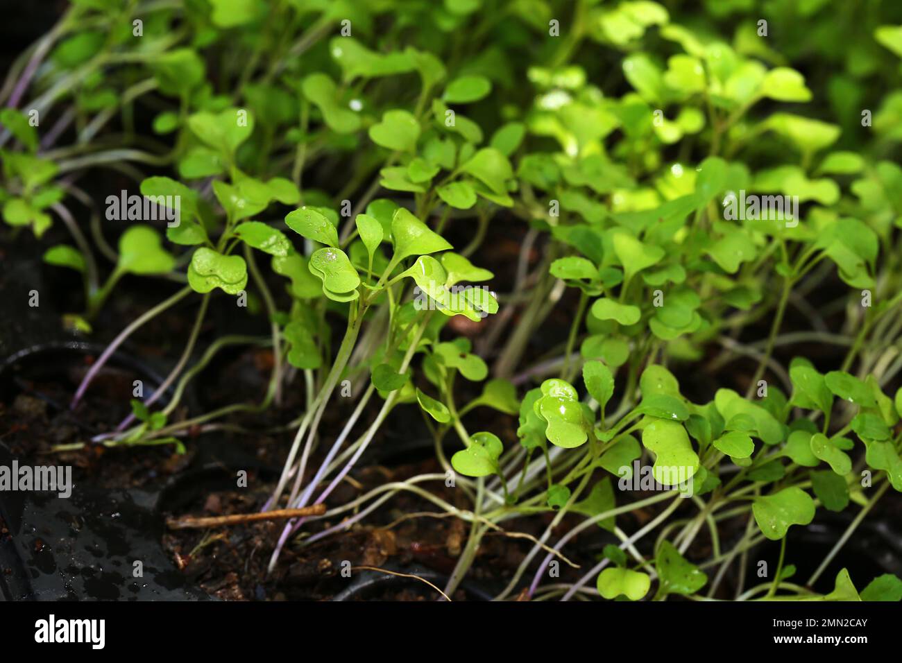Baby Kale Saplings in organic farm. Baby vegetable Stock Photo Alamy