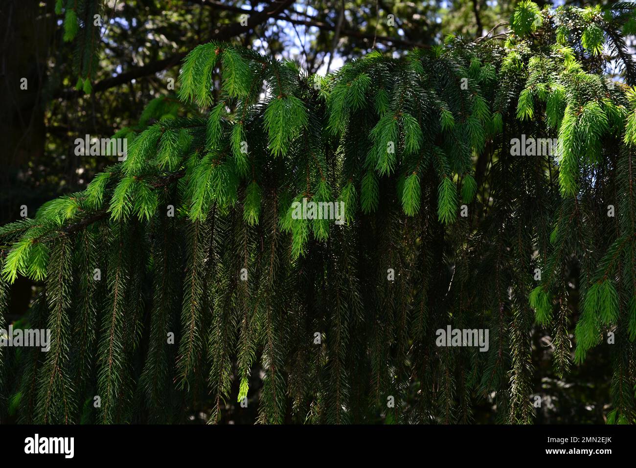 A branch of European spruce or Picea abies with young shoots. Cultivar Virgata or Snake branch spruce. Stock Photo