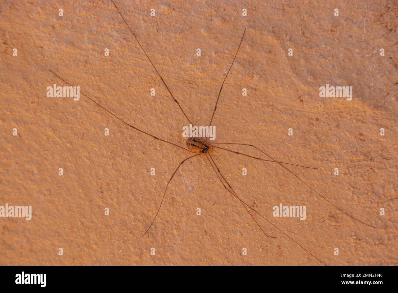 Harvestmen spider hi-res stock photography and images - Alamy