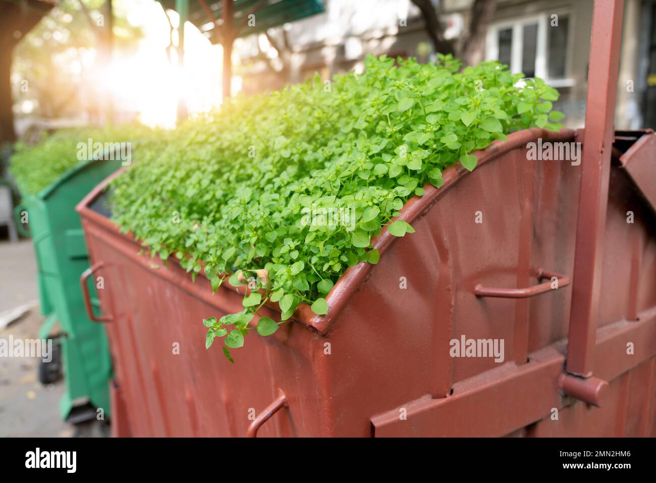 Plants grow in garbage cans on a city street. Preservation of nature