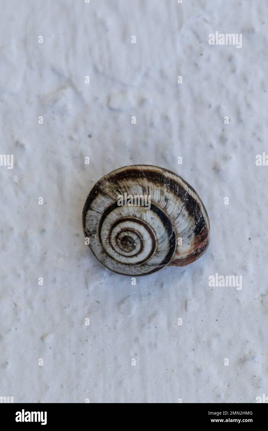Cernuella virgata, Striped Snail Stock Photo