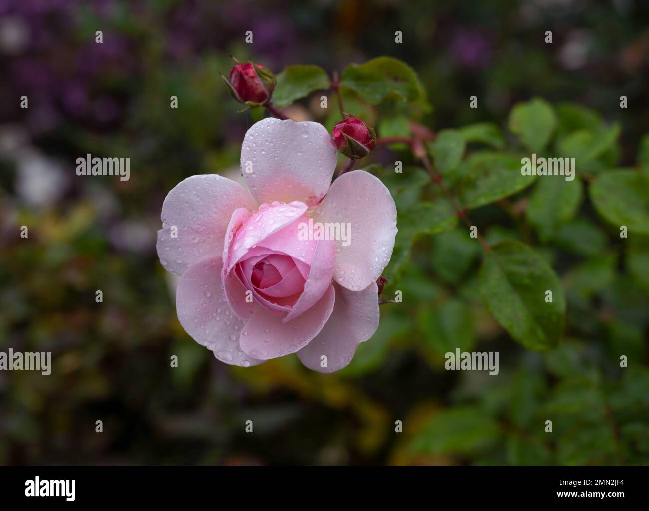 Close up of a beautiful vibrant pink rose with leaves and buds found at the rose garden Austria. Stock Photo