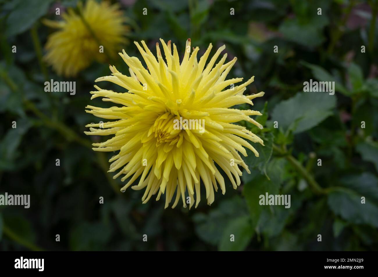 Beautiful yellow daisy flowers captured at Lisbon Portugal. Stock Photo