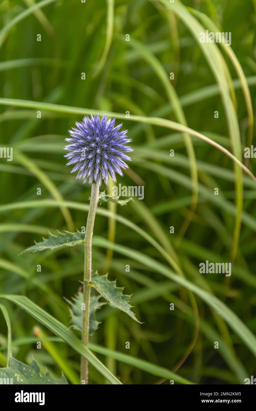 Garden form of thistle, Carduus, spherical inflorescence, flowering time Stock Photo
