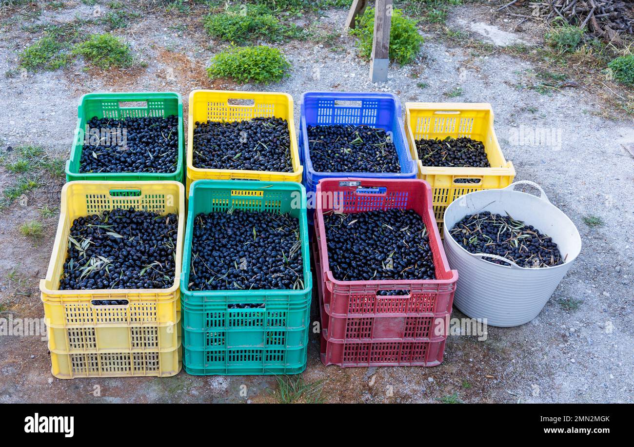 Olea europaea, Freshly Picked Black Olives Stock Photo Alamy