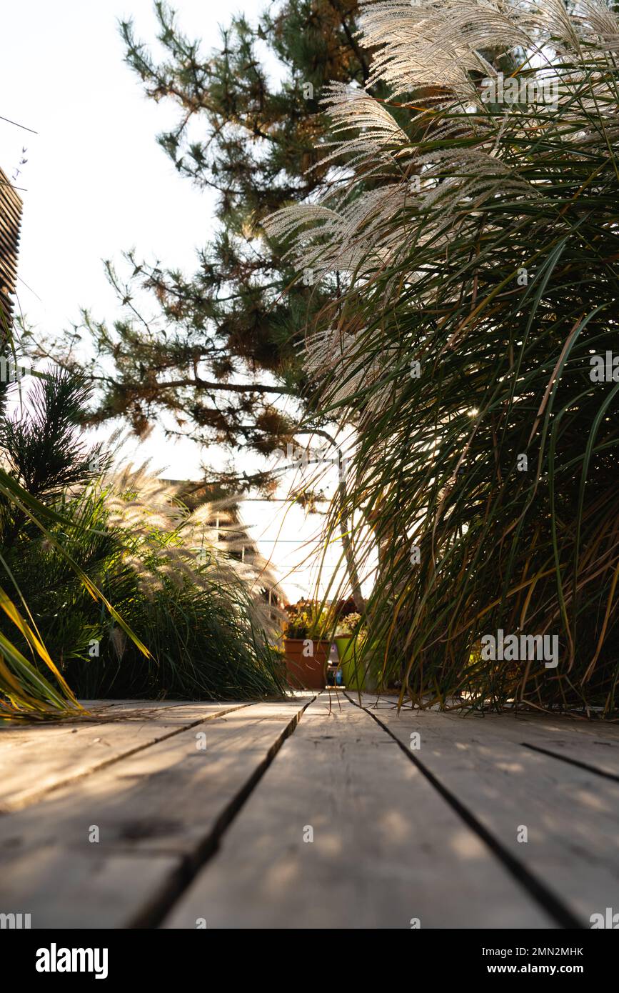 Plants and wooden floor in the backyard at sunset. Close-up. Stock Photo