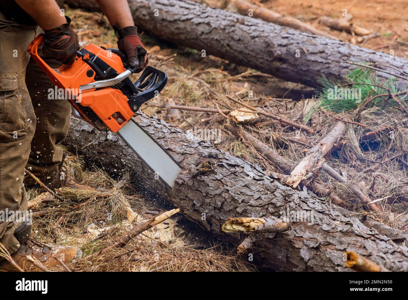 There is employee cutting trees with chainsaw during process of chopping down trees which results in destroying forest. Stock Photo