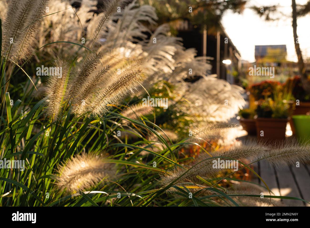 Plants and wooden floor in the backyard at sunset. Close-up. Stock Photo