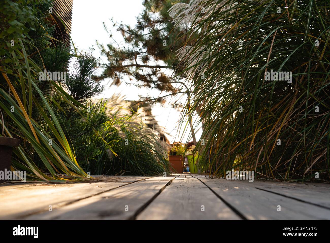 Plants and wooden floor in the backyard at sunset. Close-up. Stock Photo