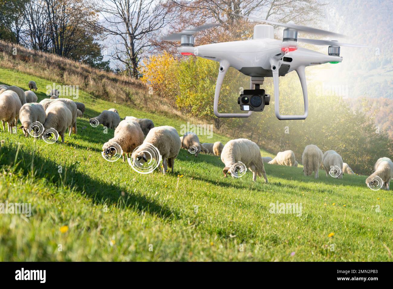 Agricultural drone watching a herd of sheep. Smart farming Stock Photo -  Alamy