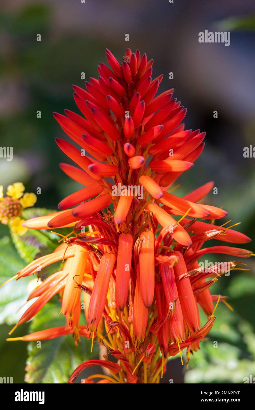 Aloe arborescens, Candelabra aloe Flower Stock Photo