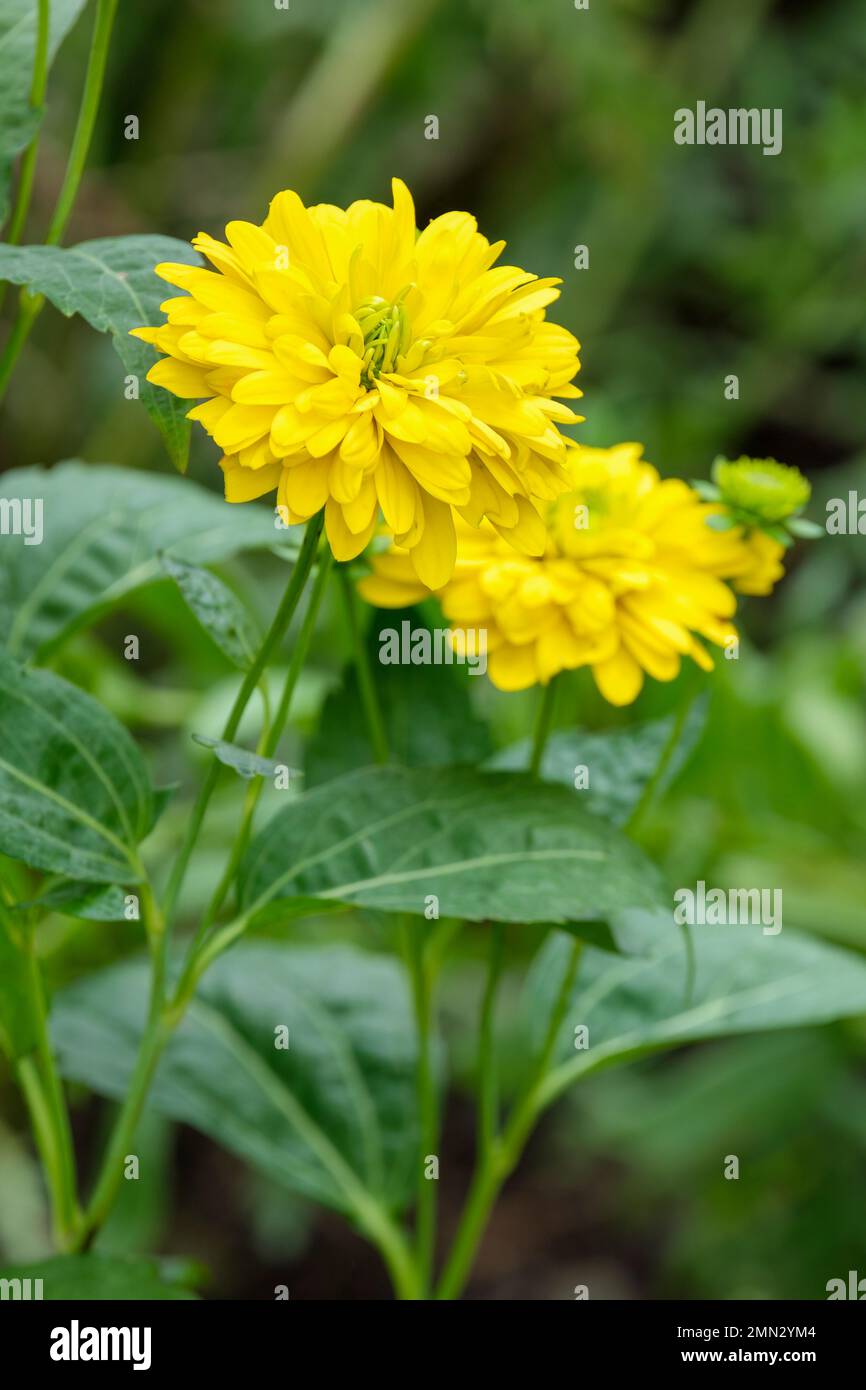 Rudbeckia Goldquelle, coneflower Goldquelle,  perennial, lemon-yellow, fully double flowers Stock Photo