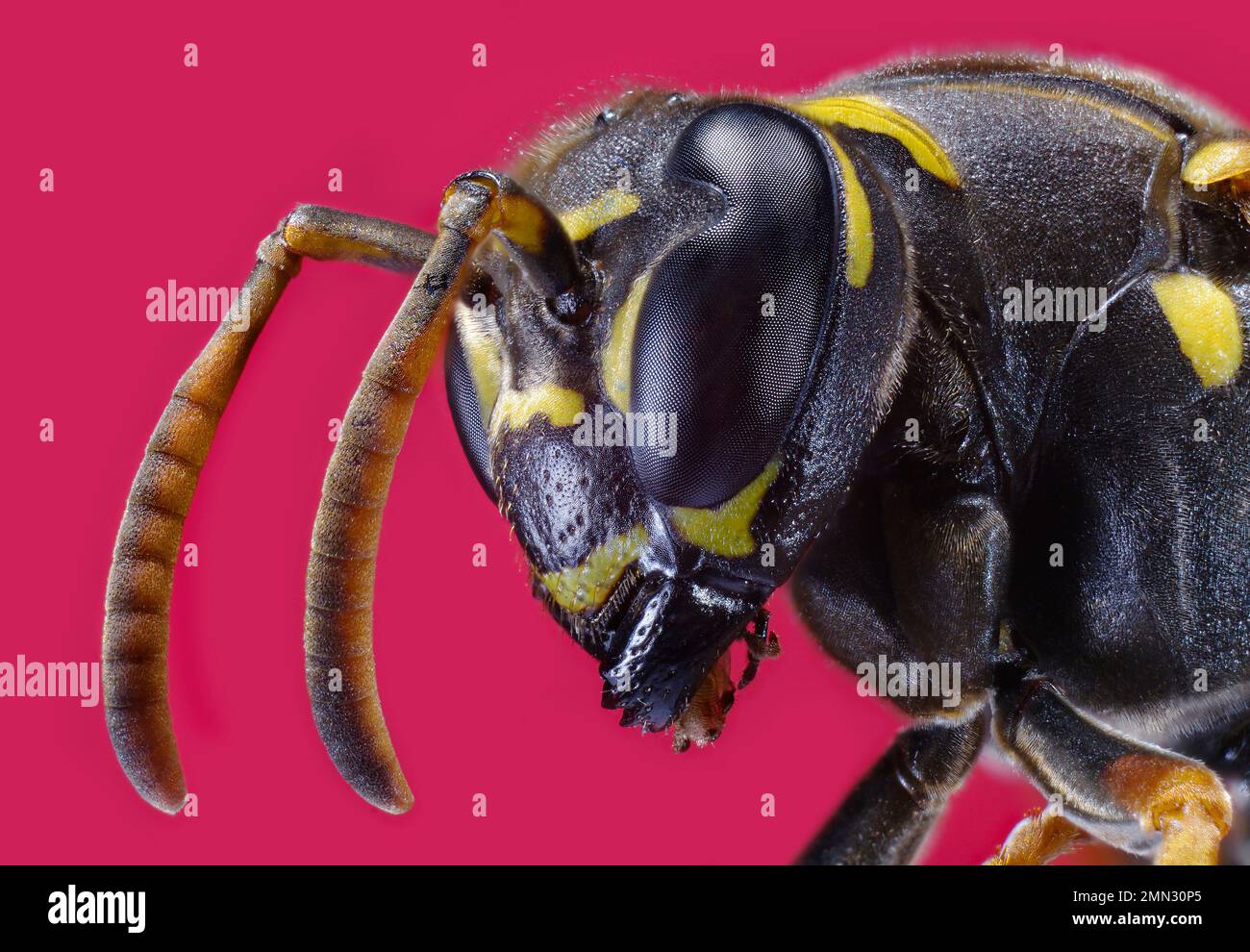 Wasp. Wasps not having a strictly scientific definition, the name of