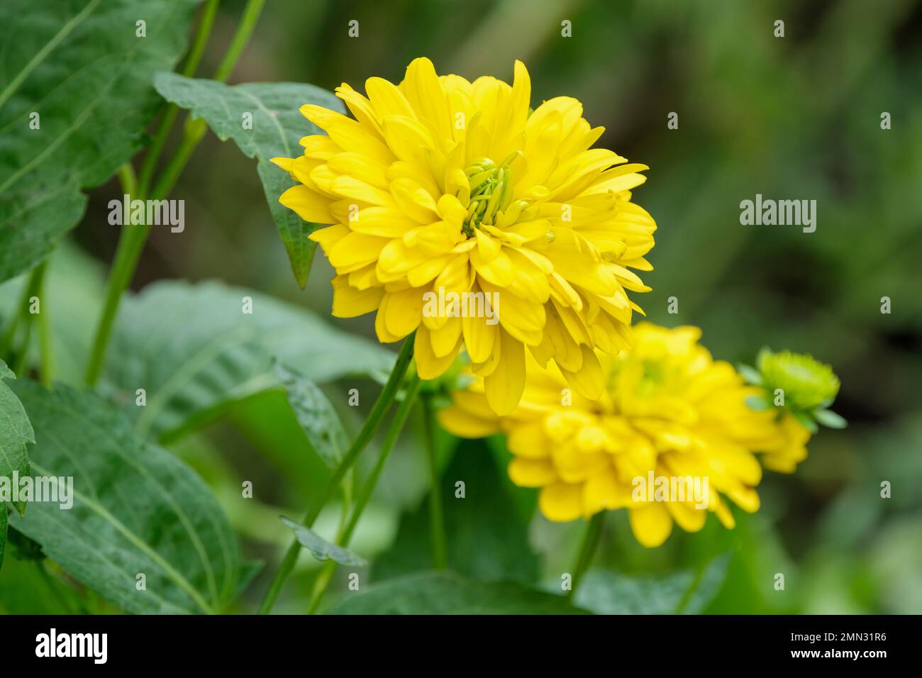 Rudbeckia Goldquelle, coneflower Goldquelle,  perennial, lemon-yellow, fully double flowers Stock Photo