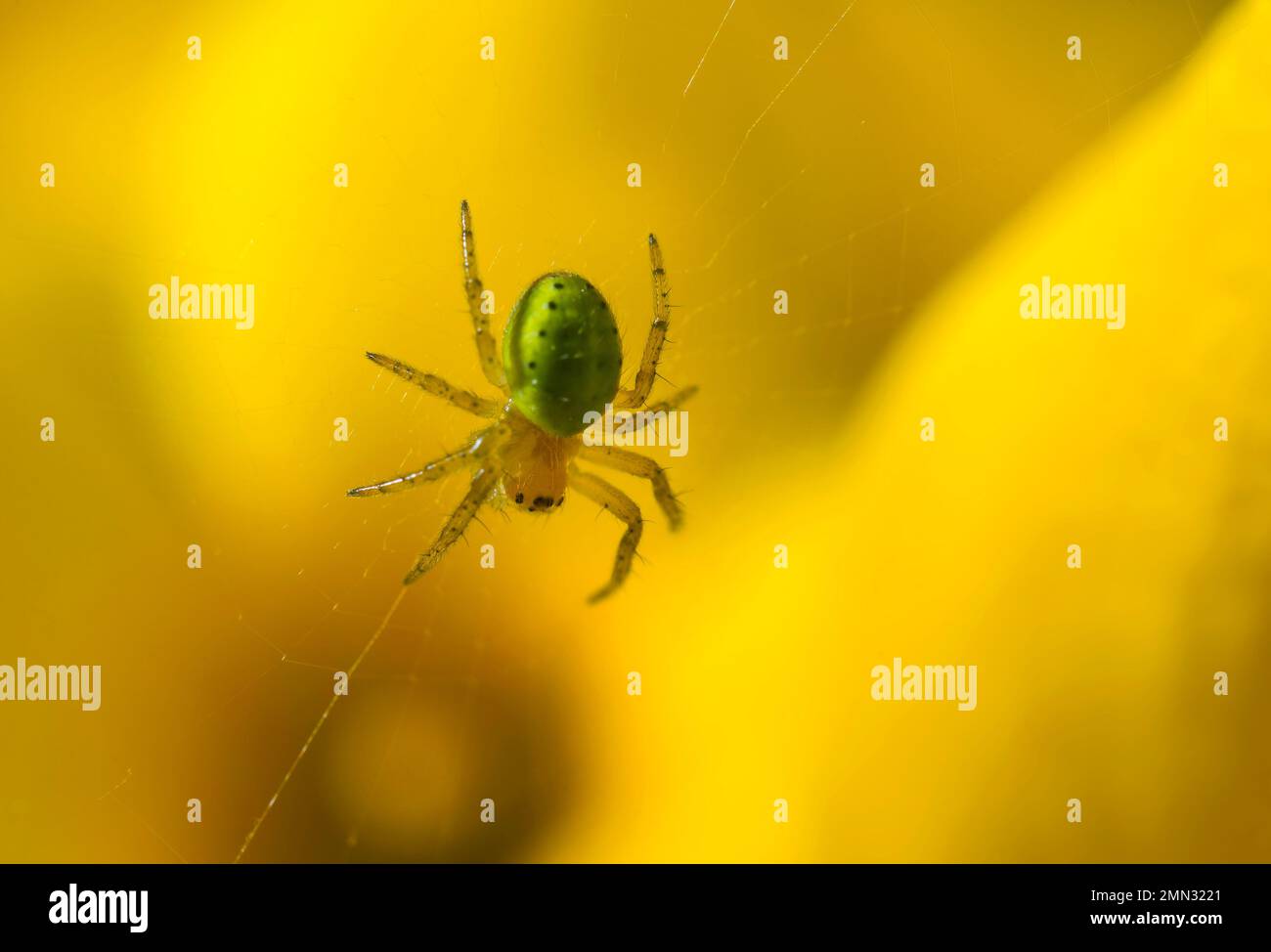 Spider Araniella cucurbitina Araniella cucurbitina (Clerck, 1758) Orb ...