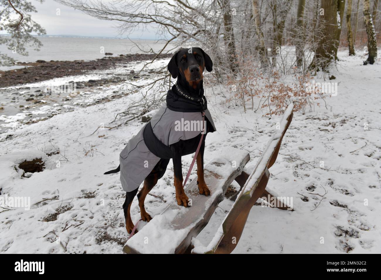 Natural doberman in winter coat standing with two feet on bench along