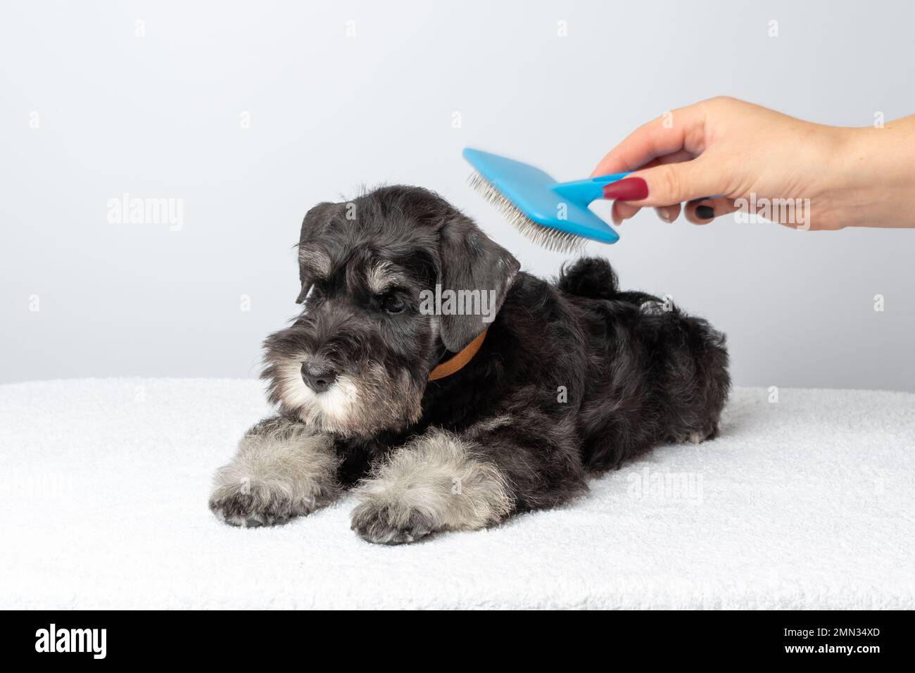 A hand combing the fur of a miniature Schnauzer with a brush after washing. Grooming a dog lying on a white towel. Dog hair care. Grooming at home Stock Photo Alamy