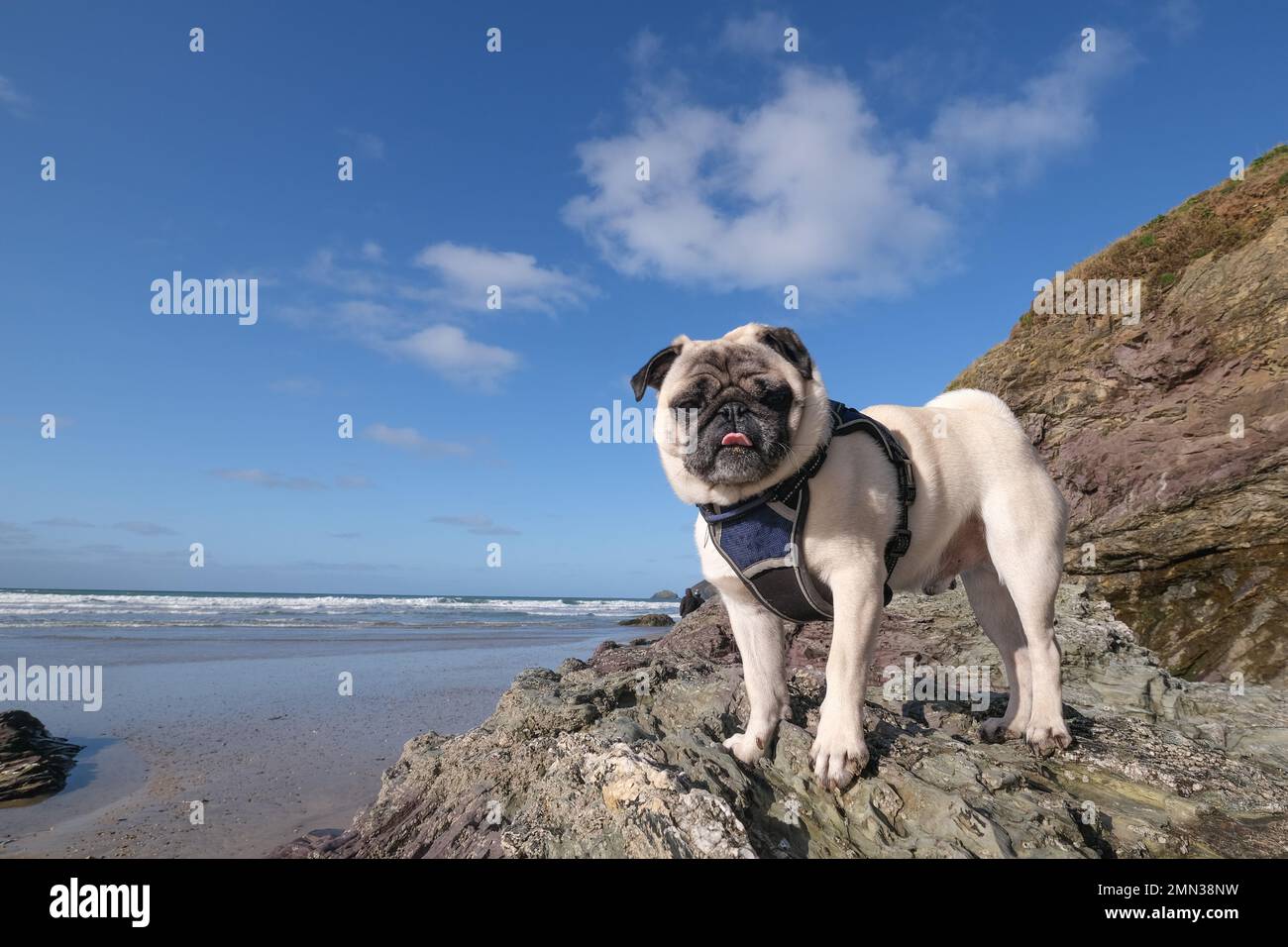 Polzeath, Cornwall, UK. 30th January 2023. UK Weather. After early morning clouds cleared it was a lovely lunchtime for a walk on the beach for Dennis the Pug. Credit SImon Maycock / Alamy Live news. Stock Photo