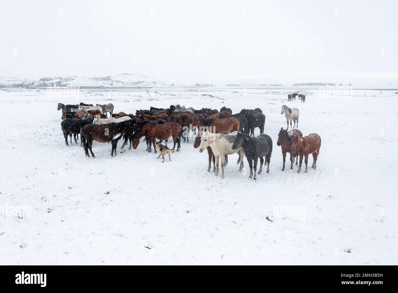 Wild horses are running and on the snow. Yilki horses are wild horses that are not owned in Kayseri, Turkey Stock Photo