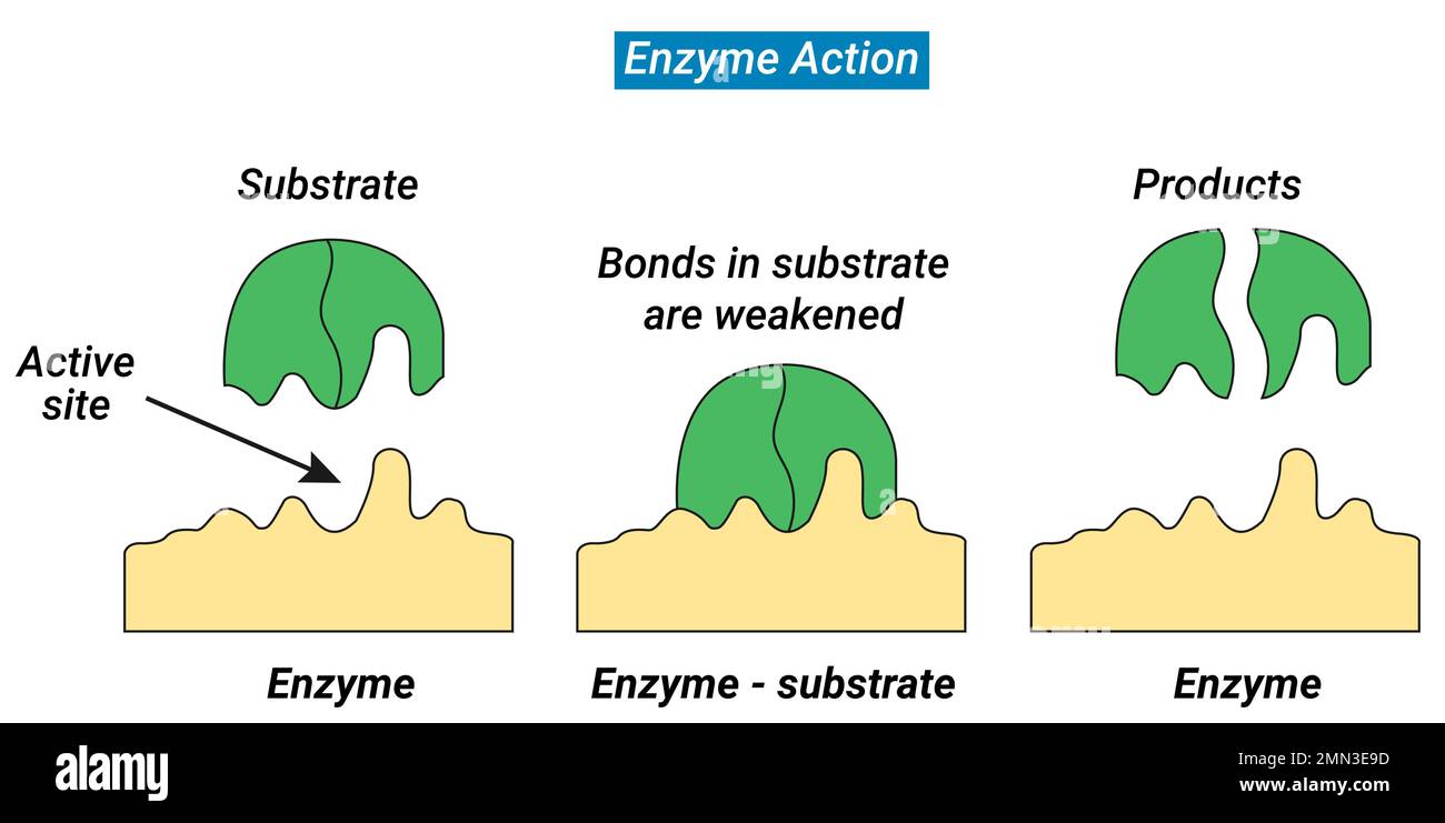 The combination formed by an enzyme and its substrates is called the enzyme–substrate complex. Stock Vector
