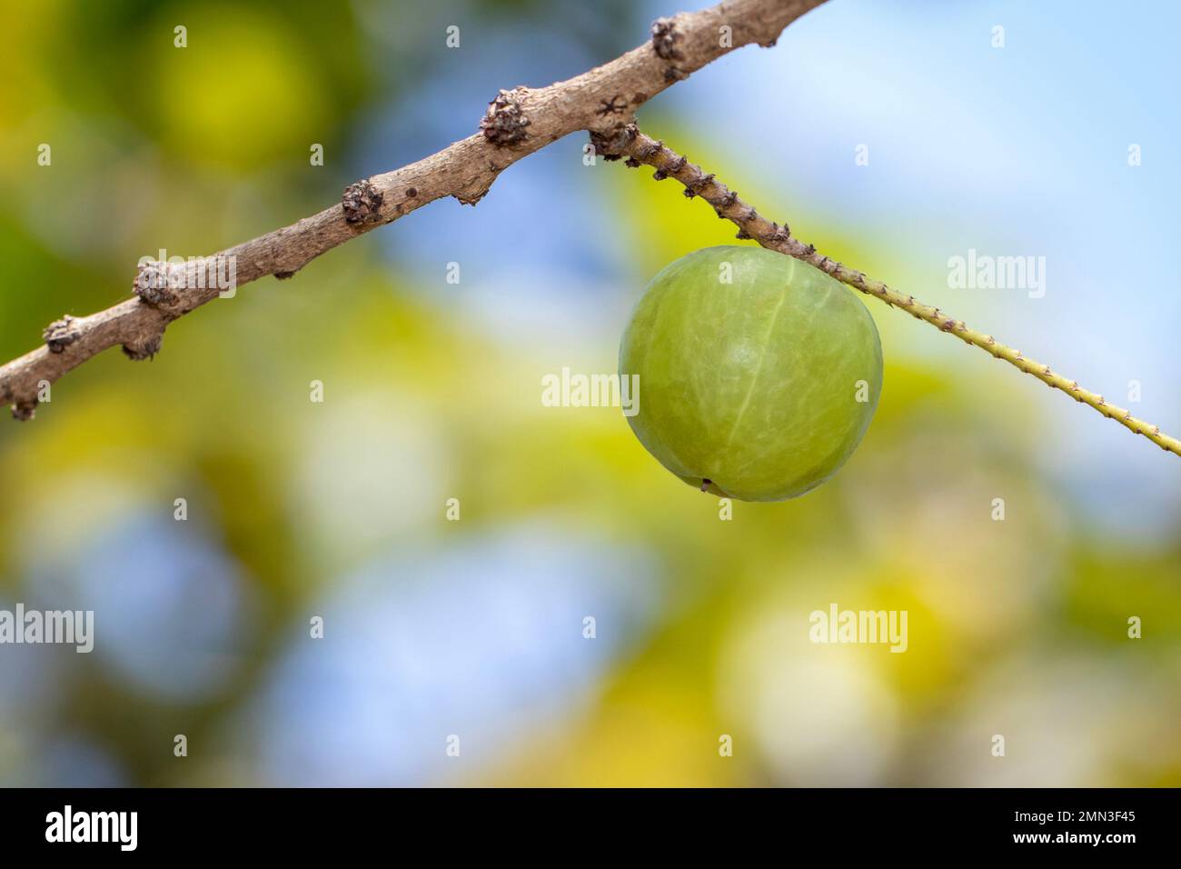 Image of fresh indian gooseberry on the tree. Green fruits that are high in vitamins. Stock Photo