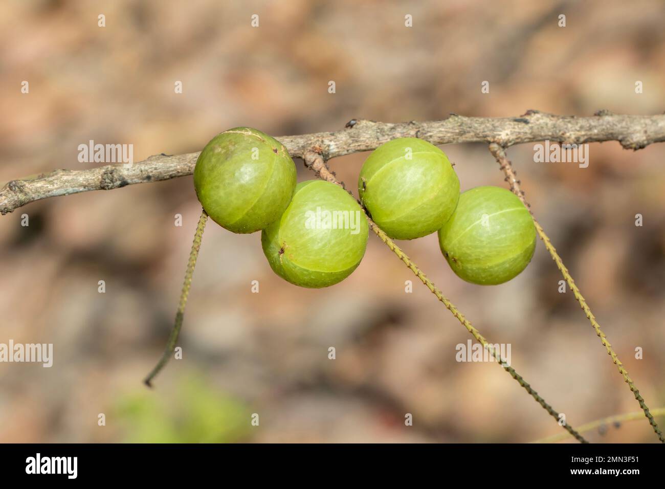 Image of fresh indian gooseberry on the tree. Green fruits that are high in vitamins. Stock Photo