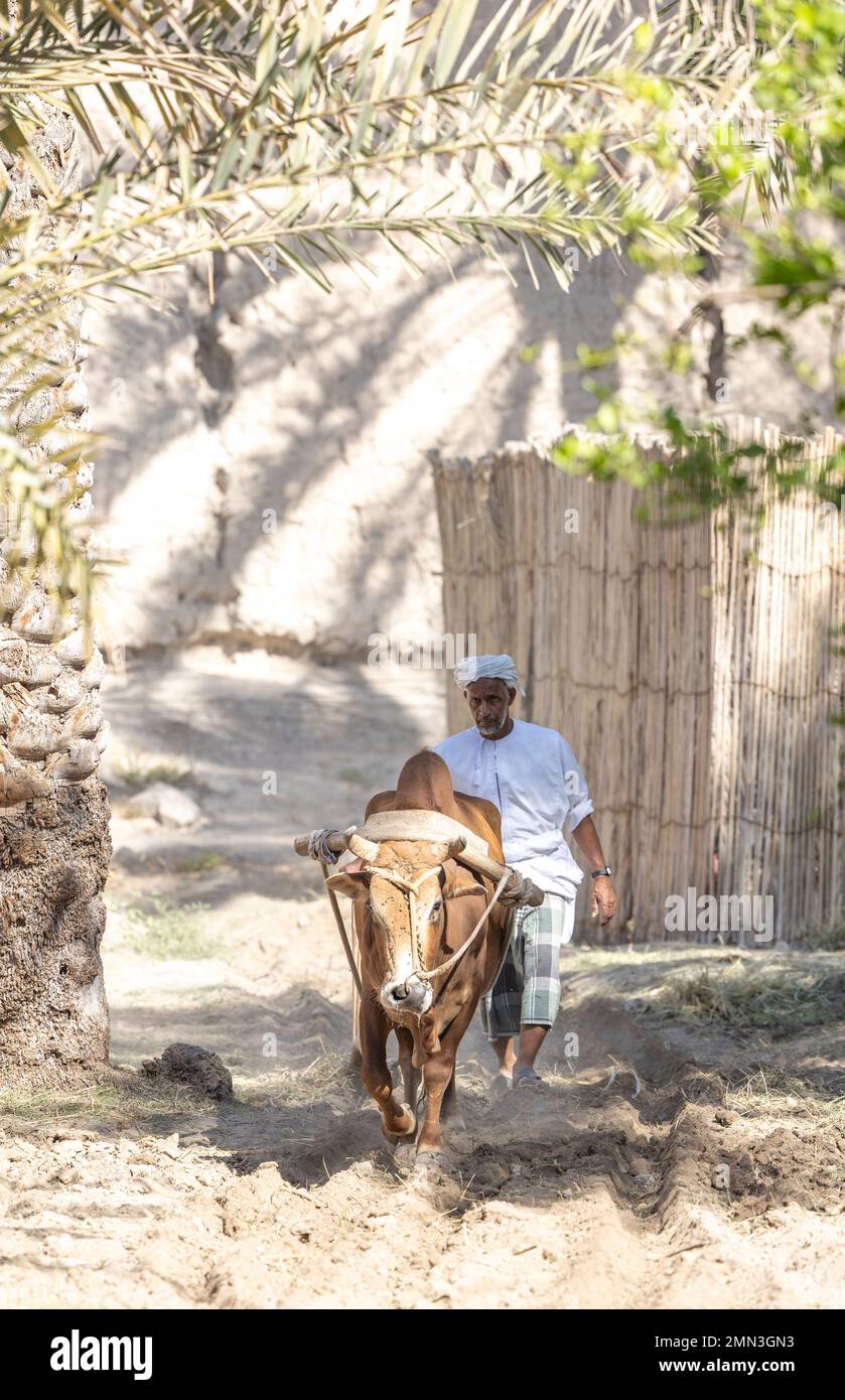 Nizwa, Oman, 2nd December 2022: omani man ploughing the ground with a cow Stock Photo