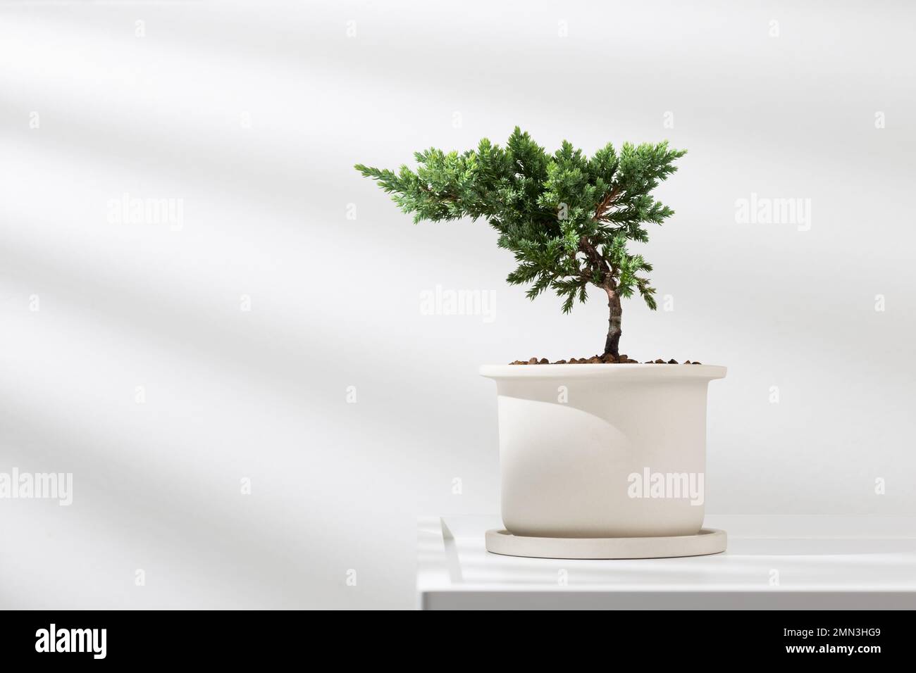 Juniperus procumbens or Creeping Juniper in a white ceramic pot. Stock Photo