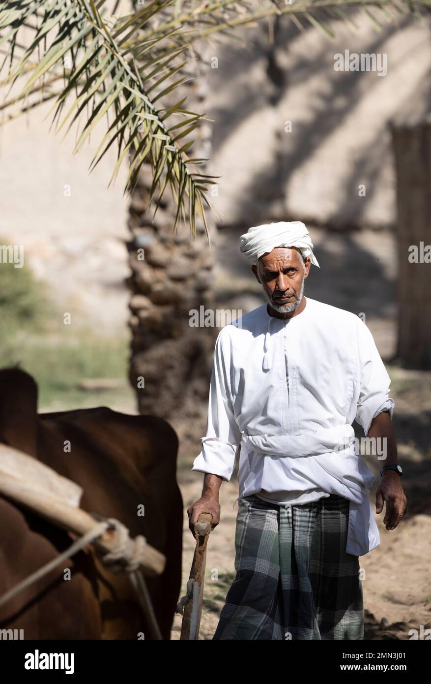 Nizwa, Oman, 2nd December 2022: omani man ploughing the ground with a cow Stock Photo