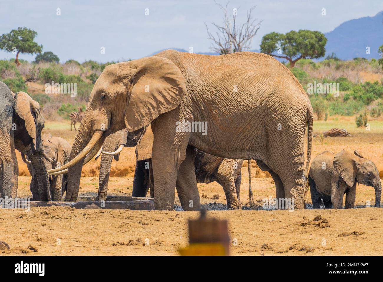 Wild elephants in Africa Stock Photo