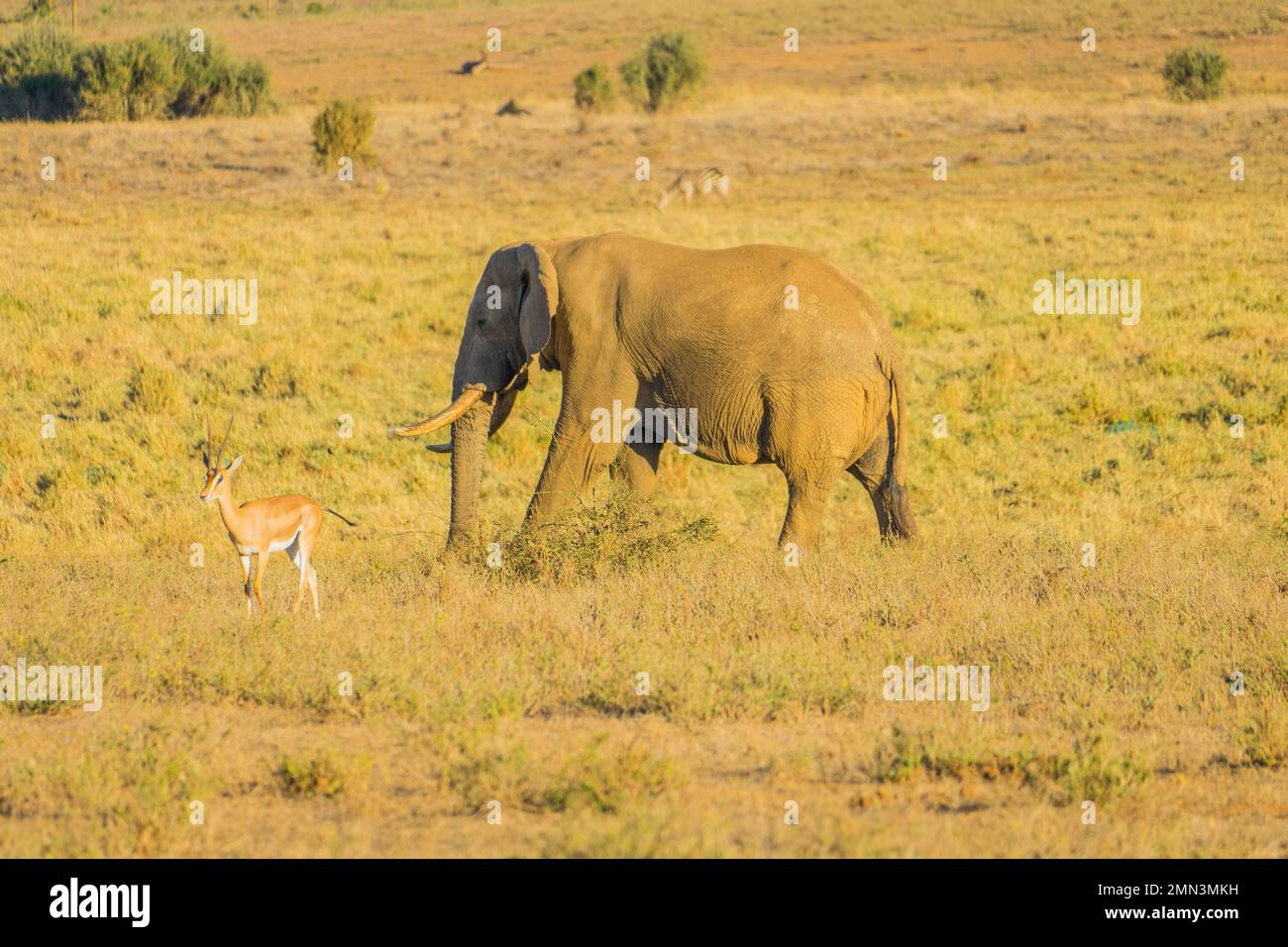 Wild elephants in Africa Stock Photo