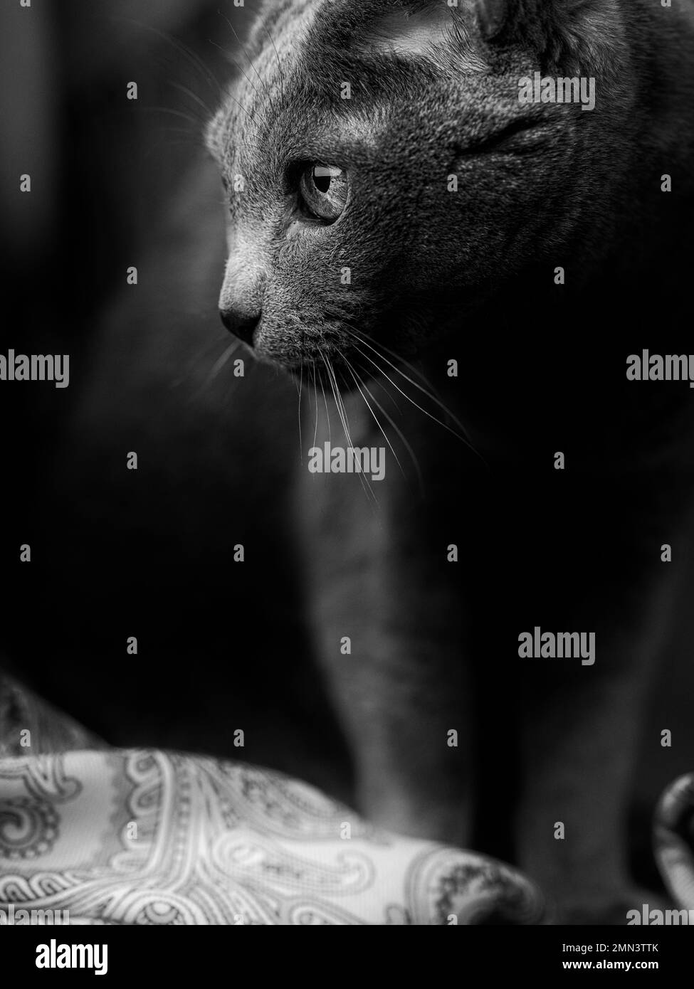 Russian blue poster Black and White Stock Photos & Images Alamy