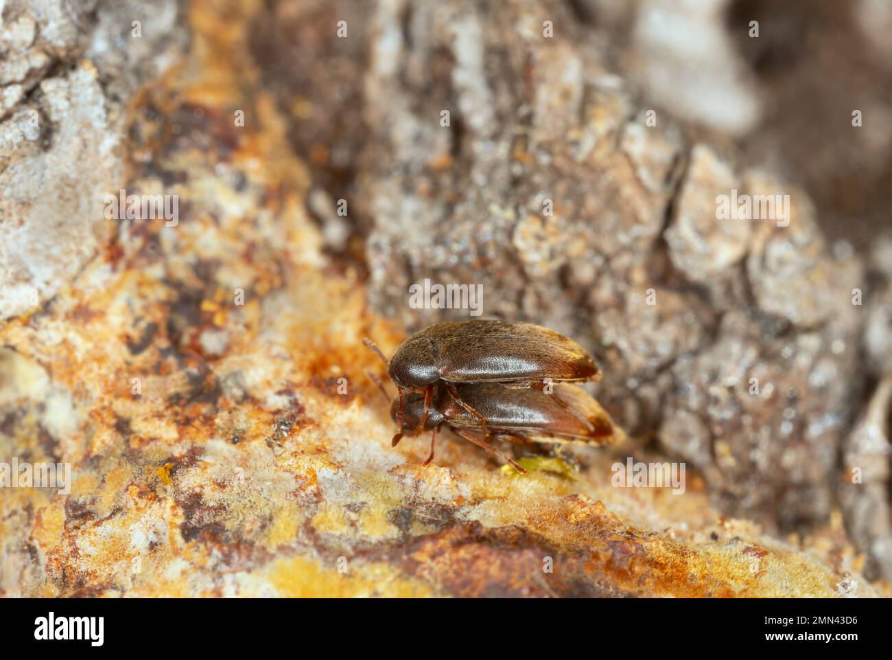 Insects mating hires stock photography and images Alamy