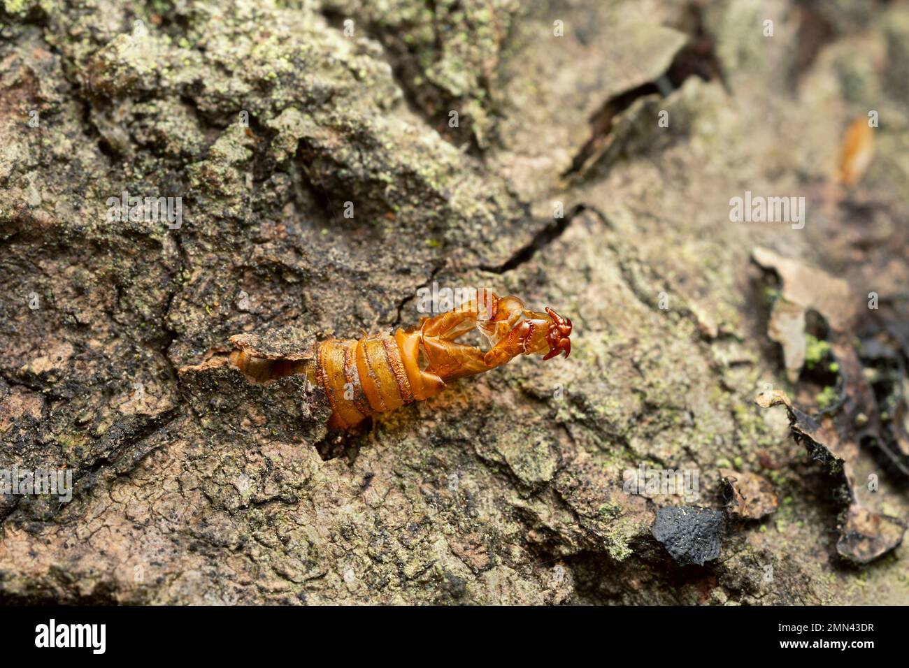 Empty hornet clearwing, Sesia apiformis pupa sticking out of aspen wood after the moth emerged Stock Photo