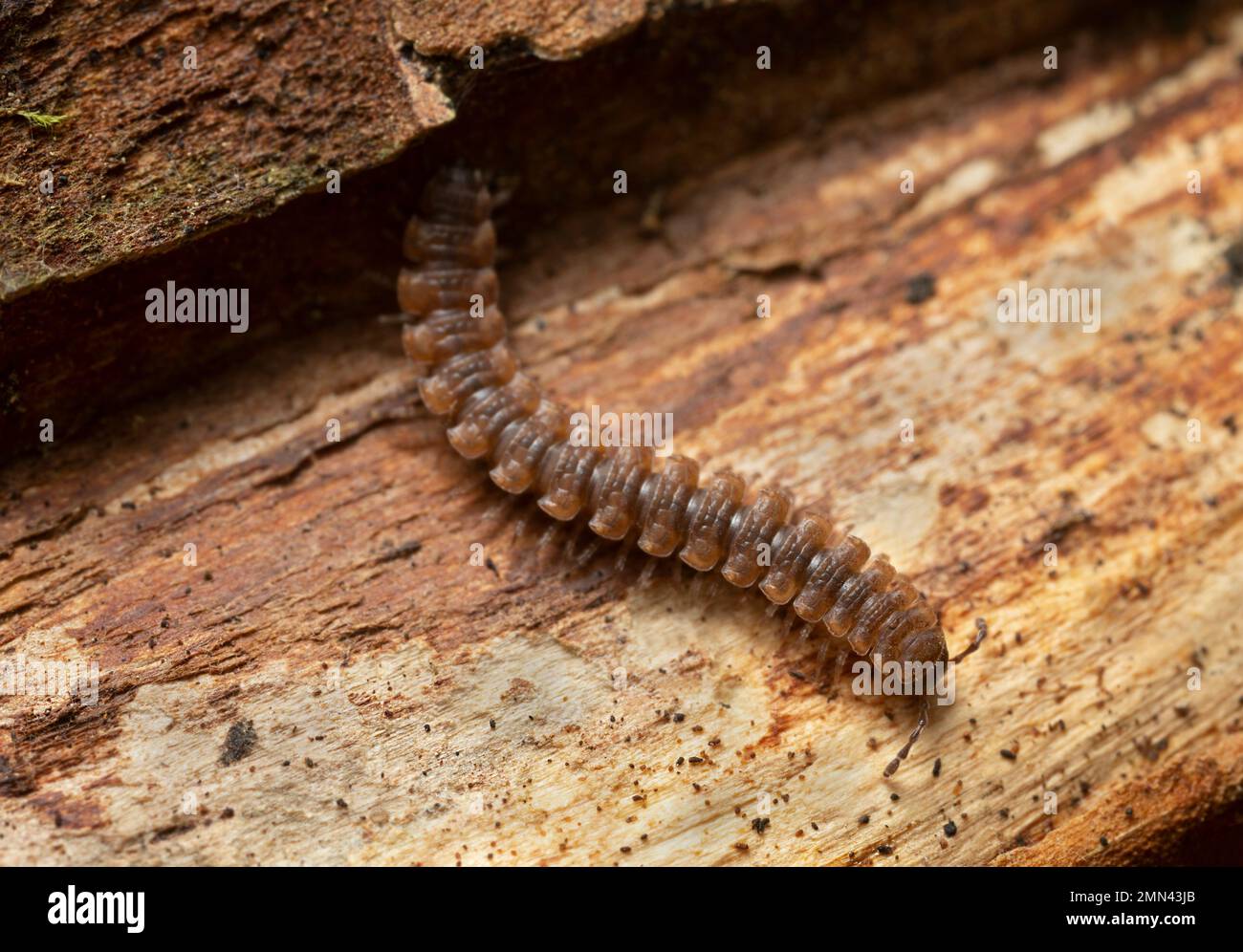 Flat-backed millipede, Polydesmus complanatus on wood, macro photo Stock Photo