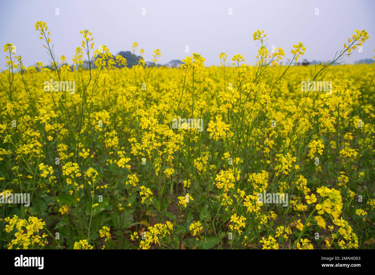 Beautiful Floral Landscape View of Rapeseed blossoms in a field in the countryside of Bangladesh Stock Photo