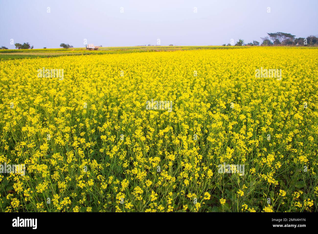 Beautiful Floral Landscape View of Rapeseed blossoms in a field in the countryside of Bangladesh Stock Photo