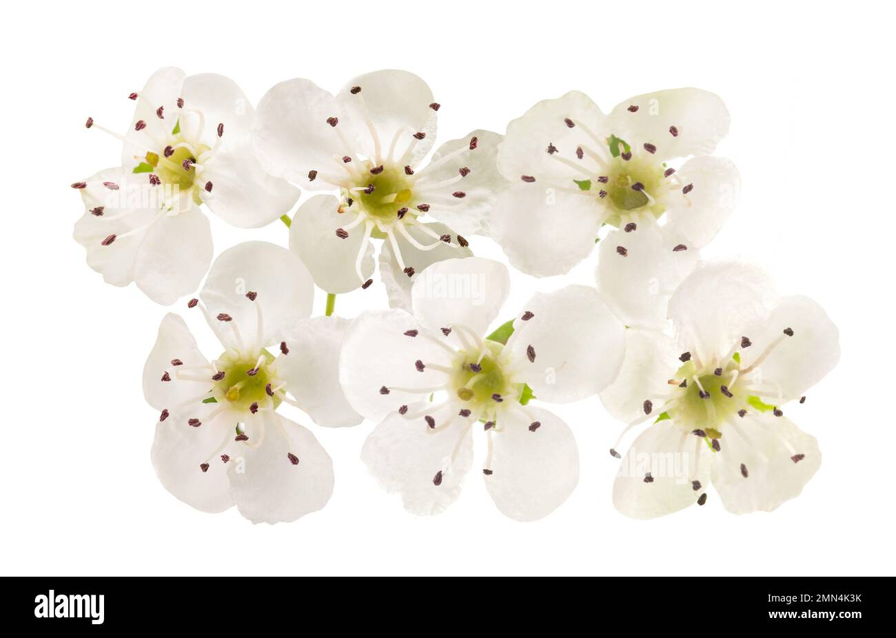 Hawthorn (Crataegus monogyna)  flowers isolated on  white background Stock Photo