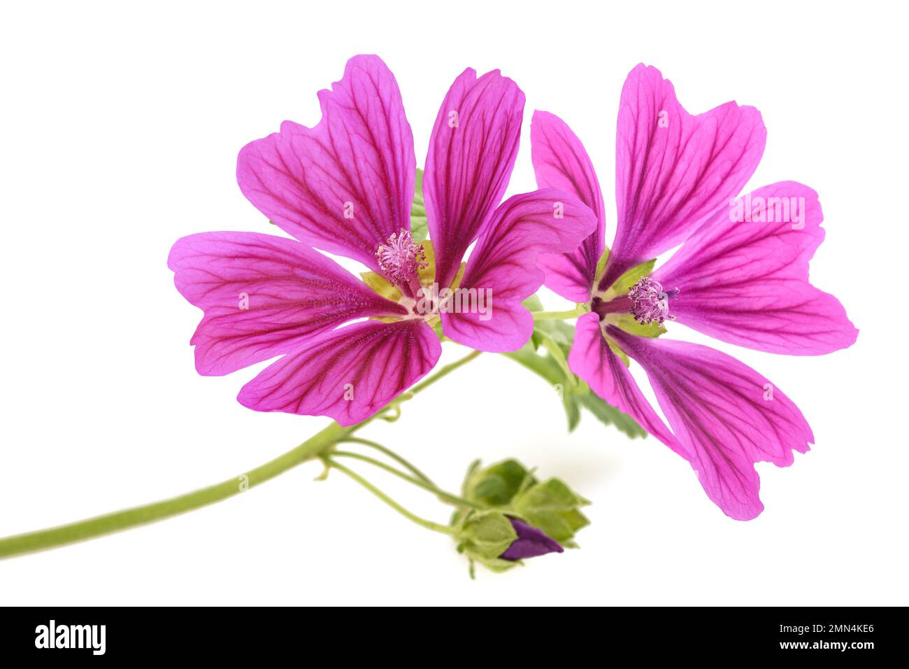 Mallow plant with flowers isolated on white background Stock Photo - Alamy