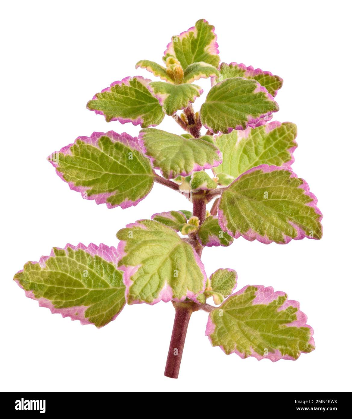 Swedish Ivy sprig isolated on white background Stock Photo