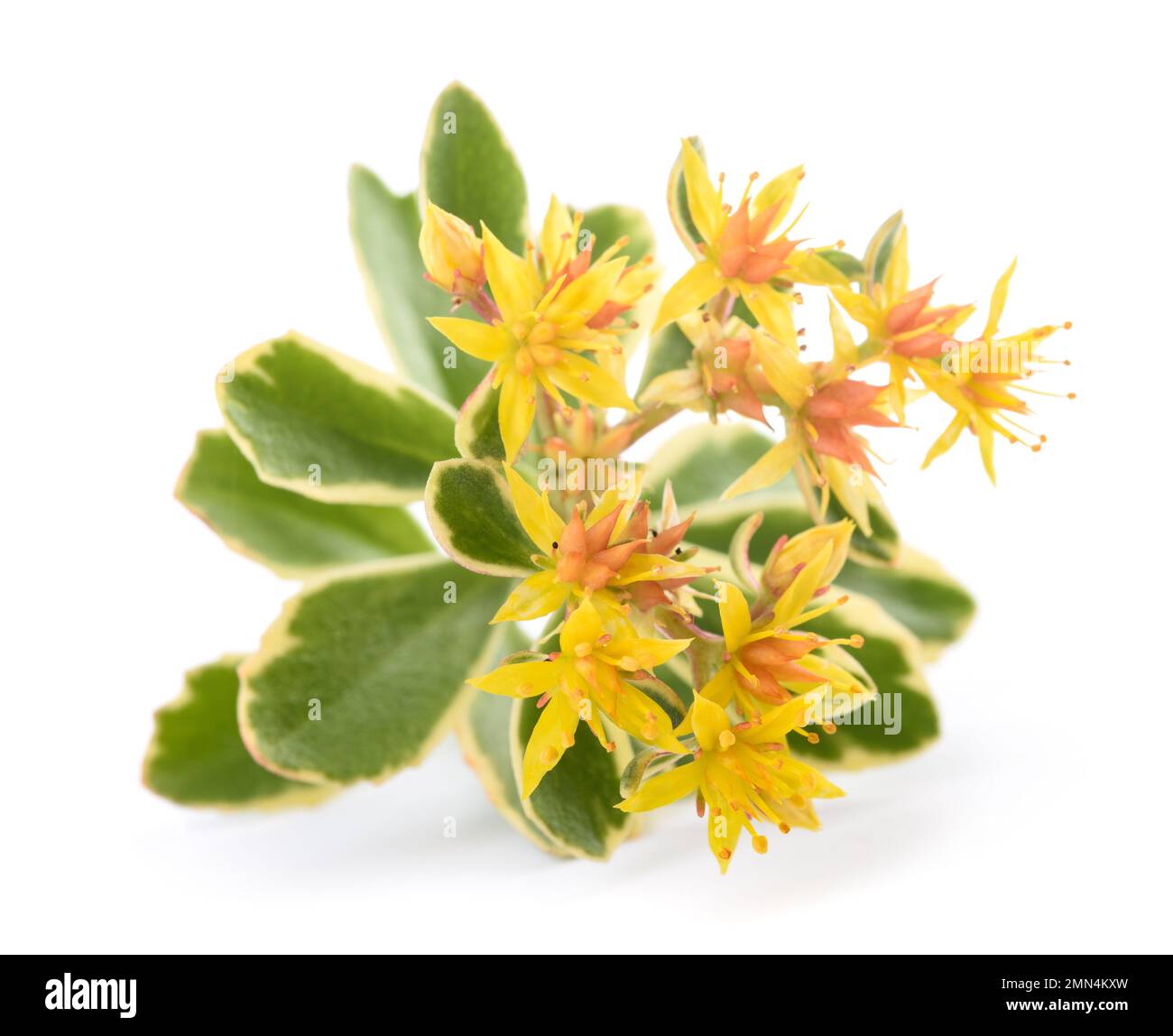 Sedum flowers isolated on white background Stock Photo