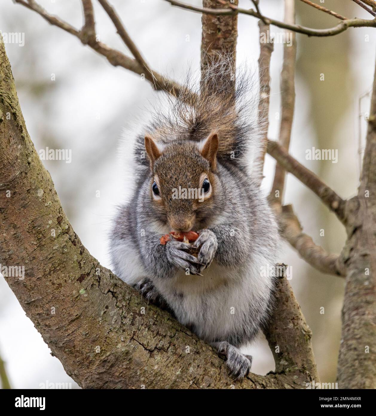 Once again there is discussion about a program to control and reduce the numbers of the introduced Grey Squirrel. This would be to encourage Reds. Stock Photo