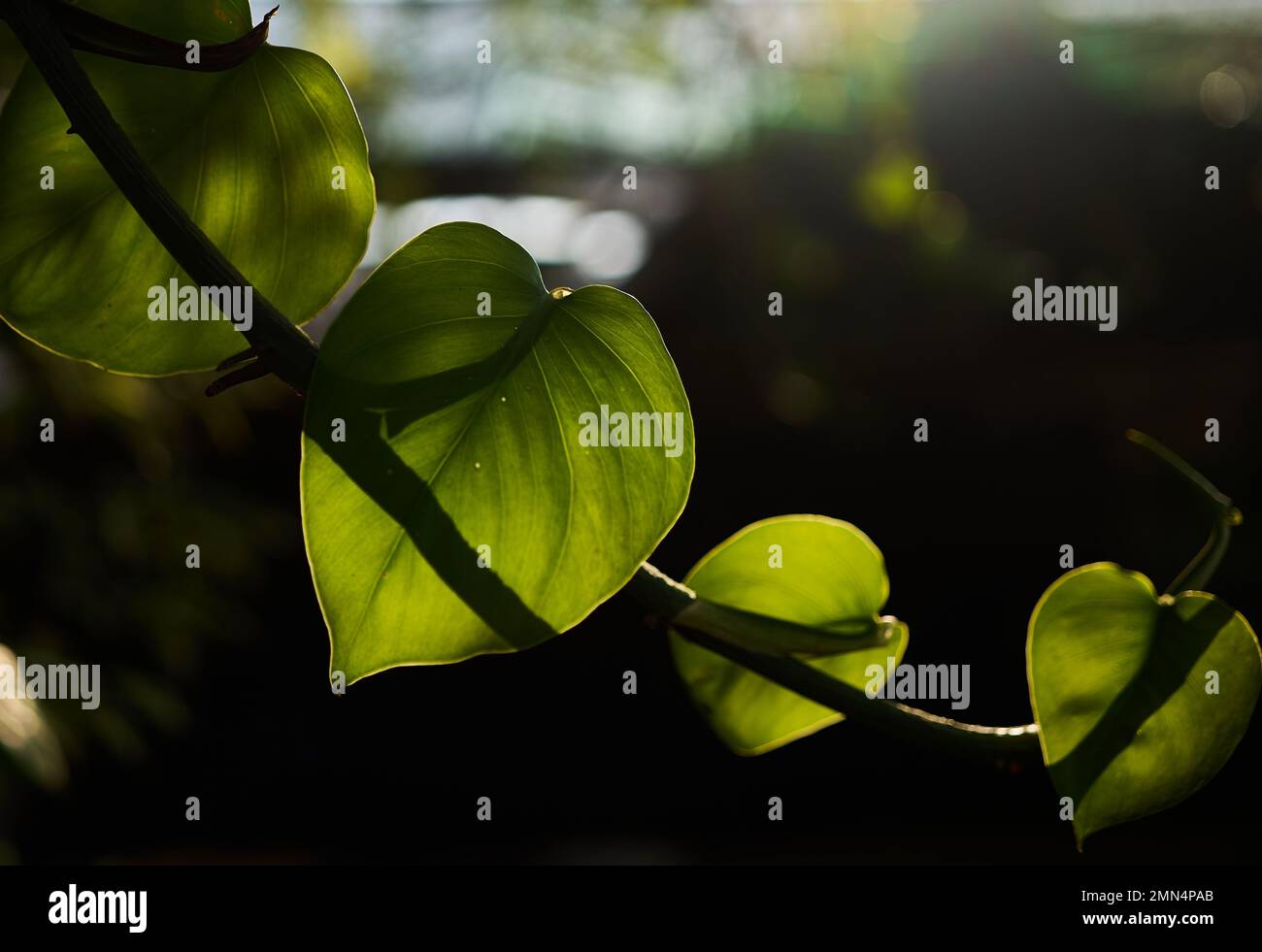 The green leaves of tropical ivy with sunlight Stock Photo Alamy