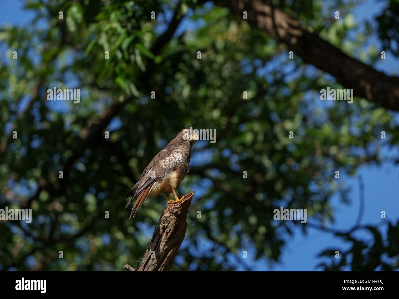 White Eyed Buzzard on a beautiful morning in tadoba national park with green trees in background and sunlight hitting its wings Stock Photo