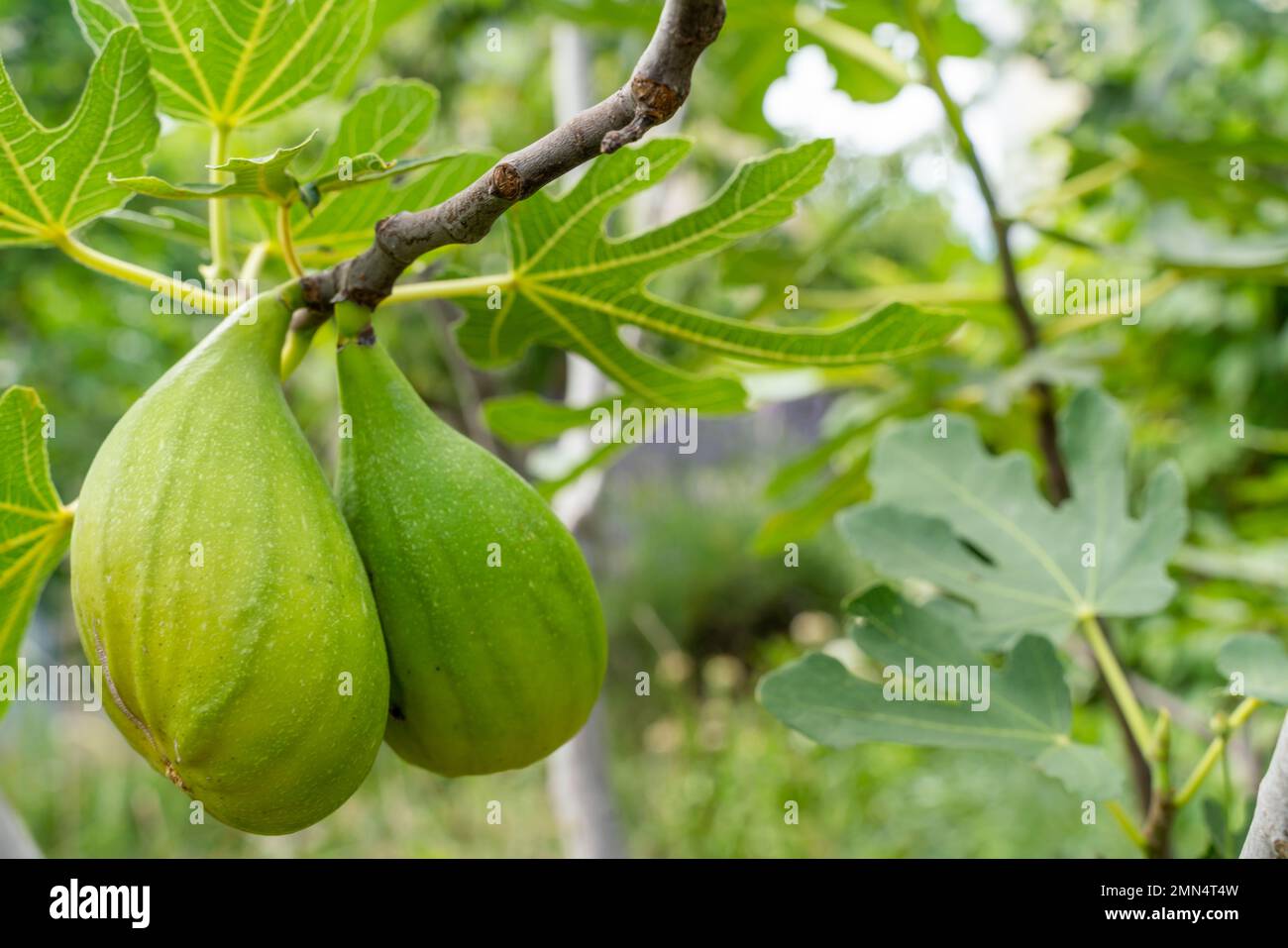 Green raw figs on the branch of a fig tree with morning sun light Stock Photo Alamy