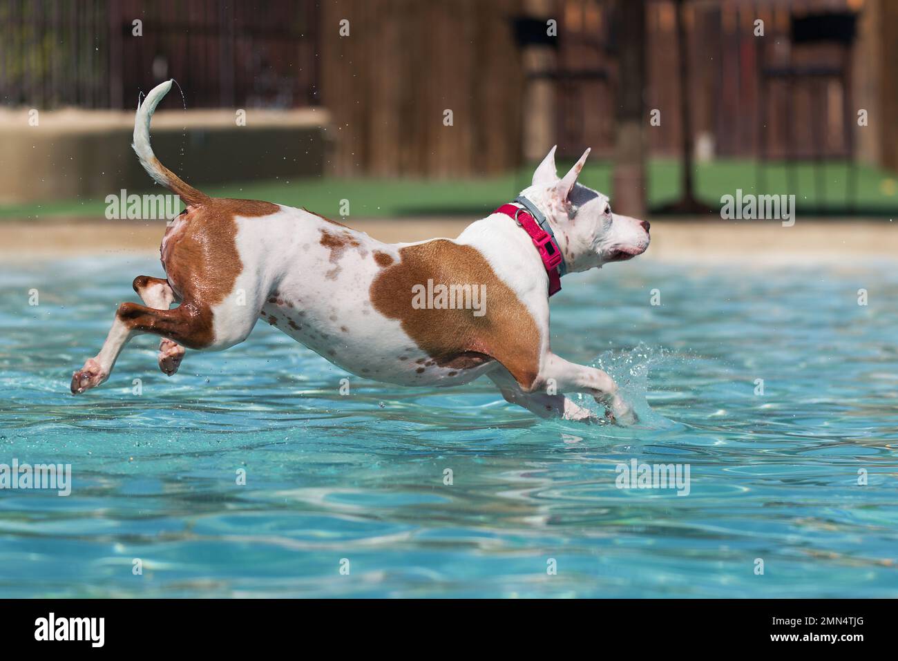 A dog diving off the side of a pool into the water, pitbull jumping and
