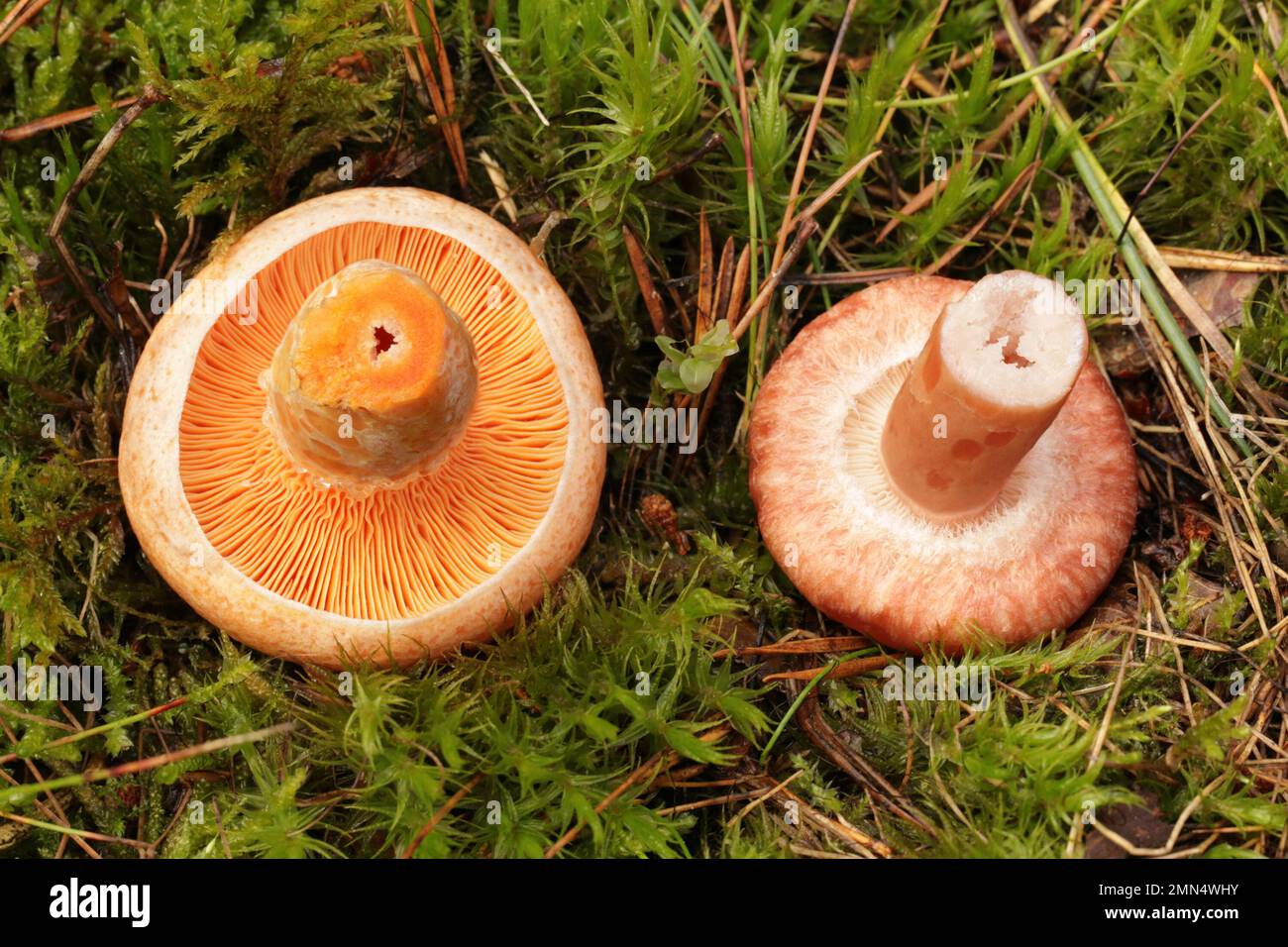Comparison of mushrooms, which from above are easy to confuse. On the left is edible mushroom saffron milk cap and on the right is woolly milkcap. Stock Photo