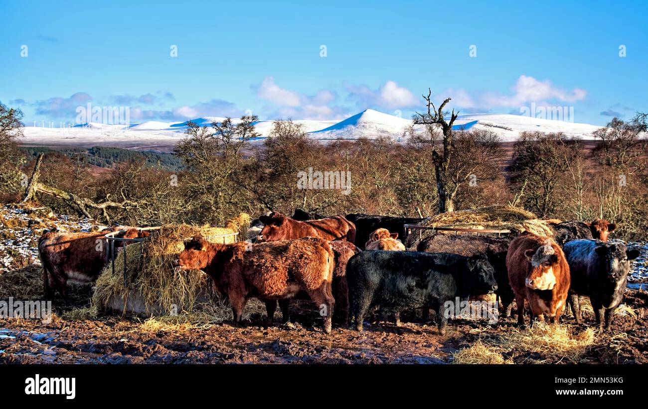 Cattle feeding in the Scottish Highlands in winter Stock Photo Alamy
