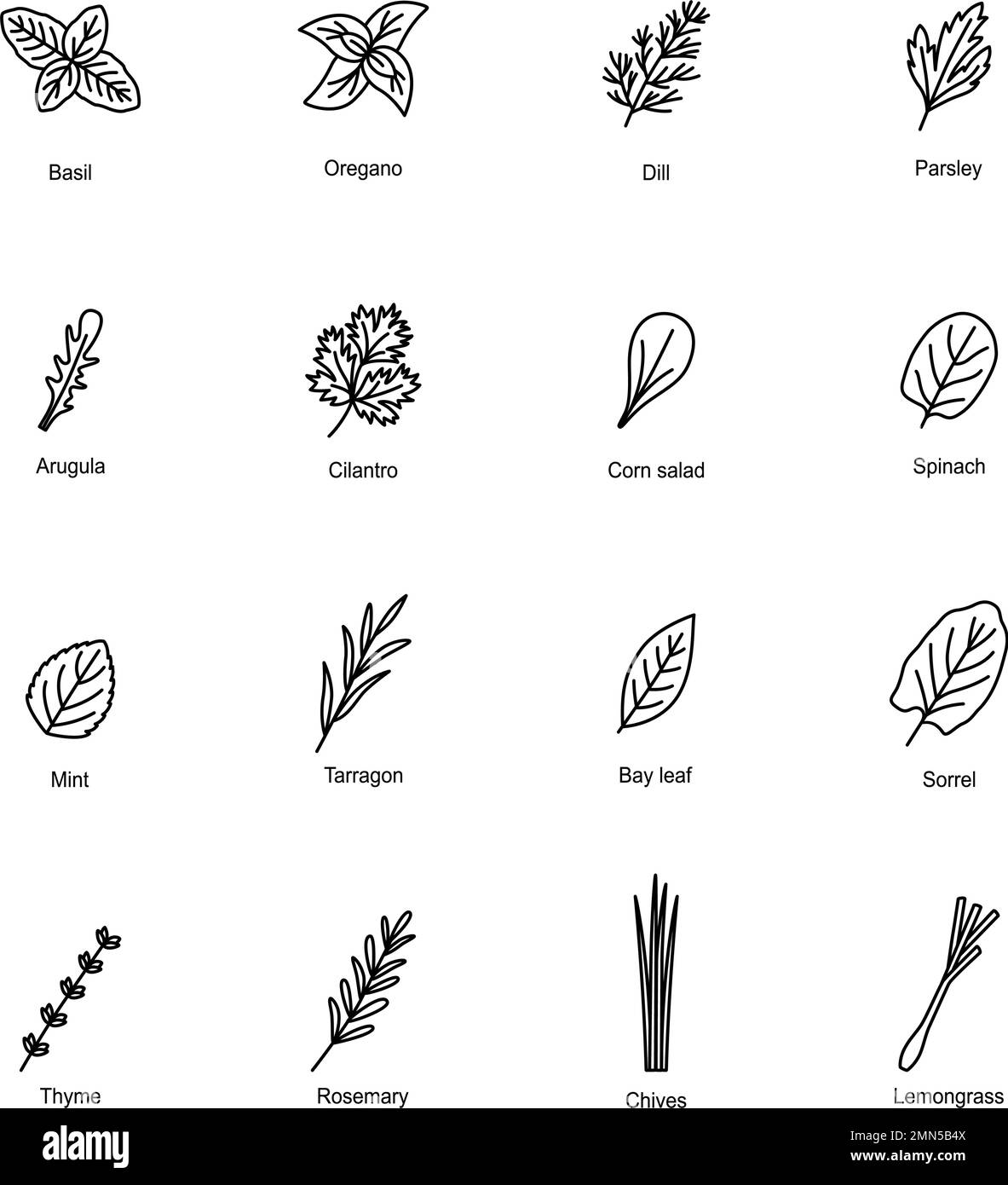 Set of icons of culinary herbs, vector illustration Stock Vector