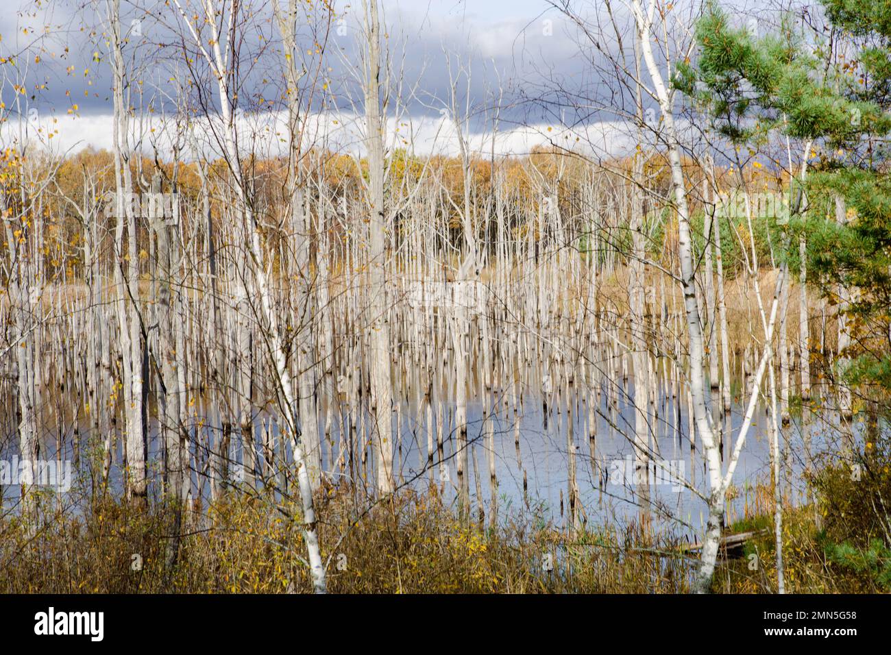 A swamp with dry dead trees, logs, and flowering cattails